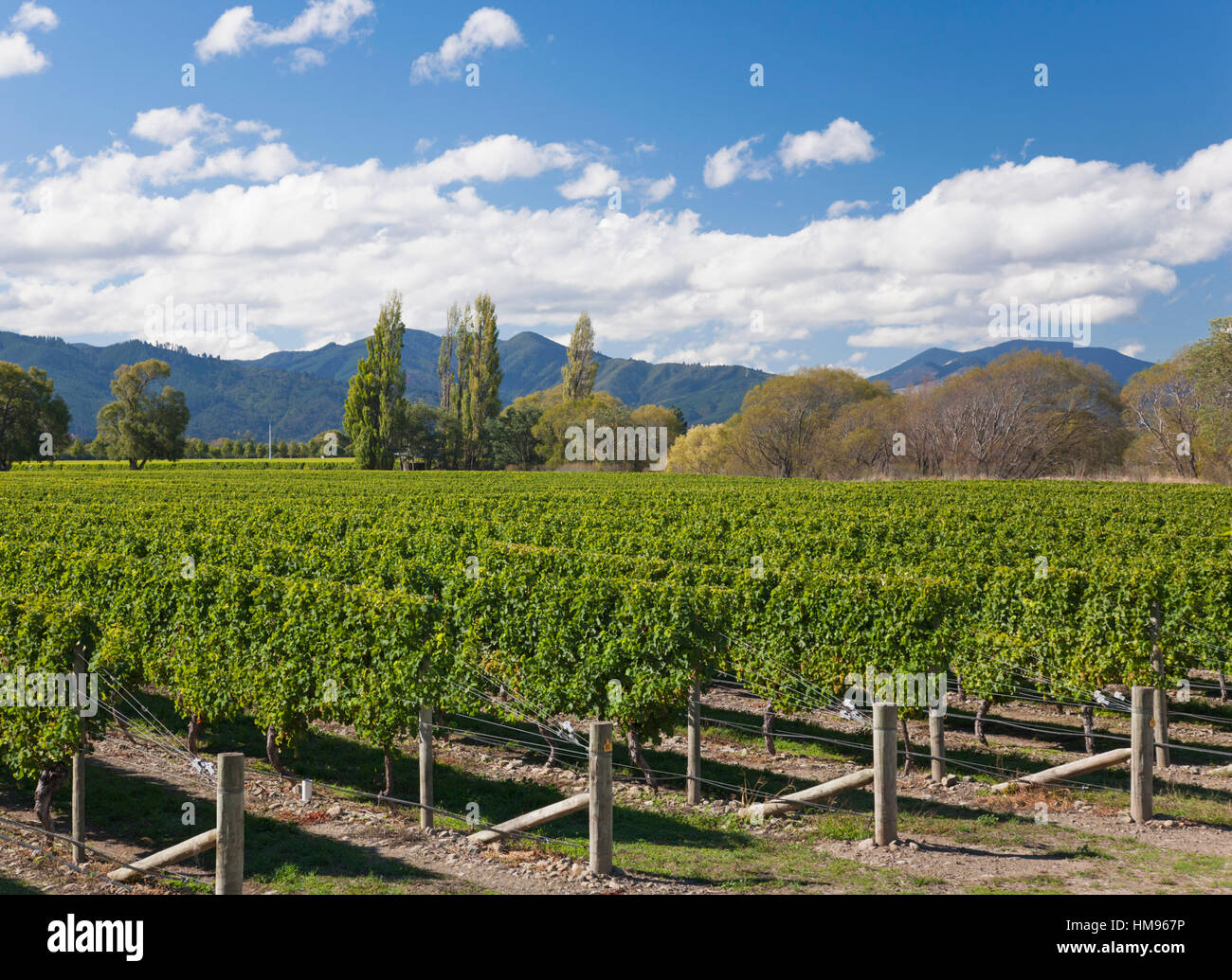 Geordnete Reihen von Weinstöcken in einem typischen Wairau Valley Weinberg Renwick, in der Nähe von Blenheim, Marlborough, Südinsel, Neuseeland Stockfoto