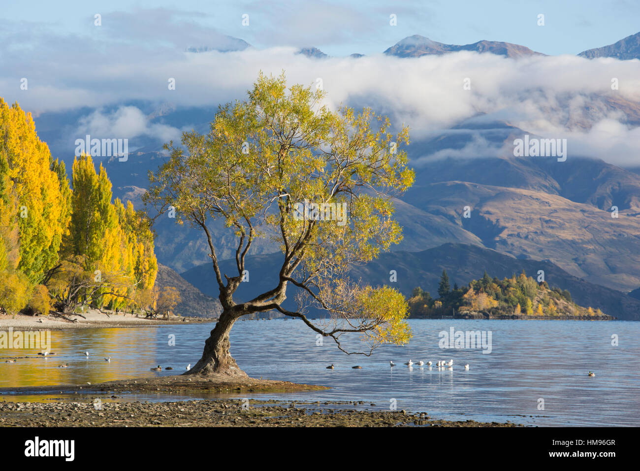 Einsamer Weide wächst am Rande des Lake Wanaka, Herbst, Roys Bay, Wanaka, Queenstown-Lakes district, Otago, Neuseeland Stockfoto