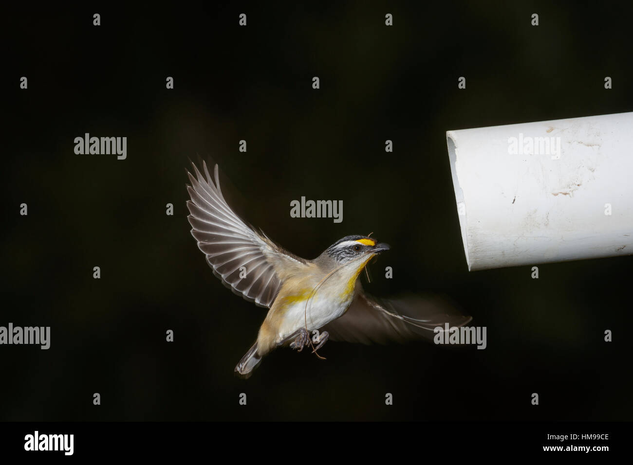 Gekerbten Tasmanpanthervogel fliegen in ihr Nest in einem alten Rohr Stockfoto