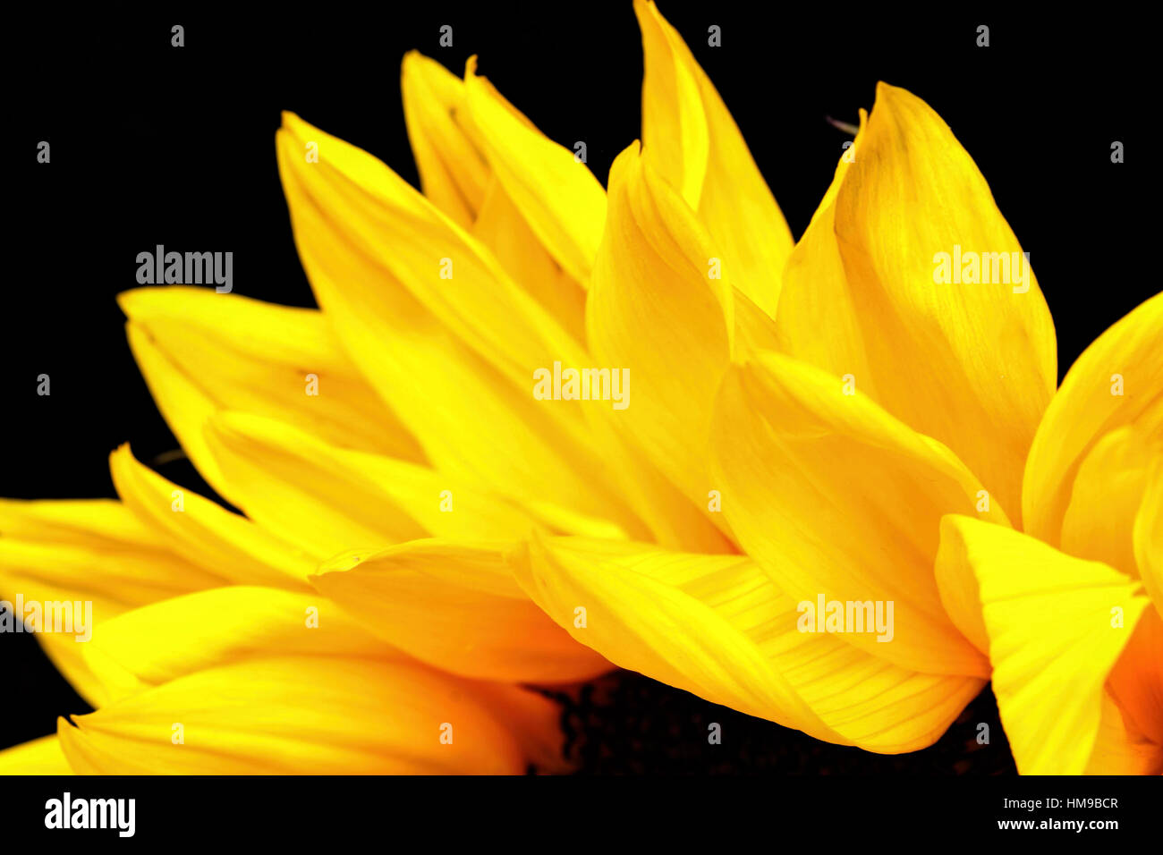 leuchtend gelben Sonnenblumen Nahaufnahme wi einen schwarzen Hintergrund Stockfoto