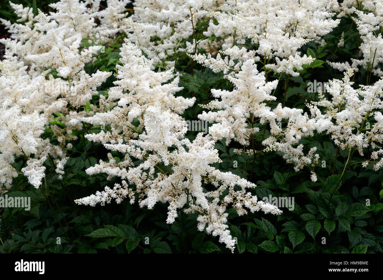 Astilbe Aredsiior Bumalda oder falsche Geißbart Stockfoto