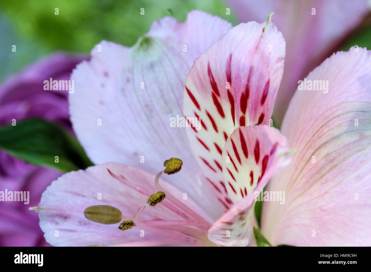 Wild Iris Blume, in der Nähe in einem Garten Stockfoto