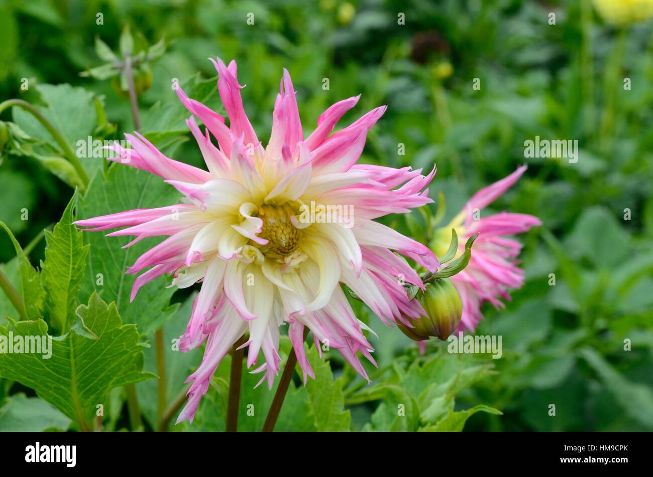 Marlene Joy Blume Dahlie Stockfoto