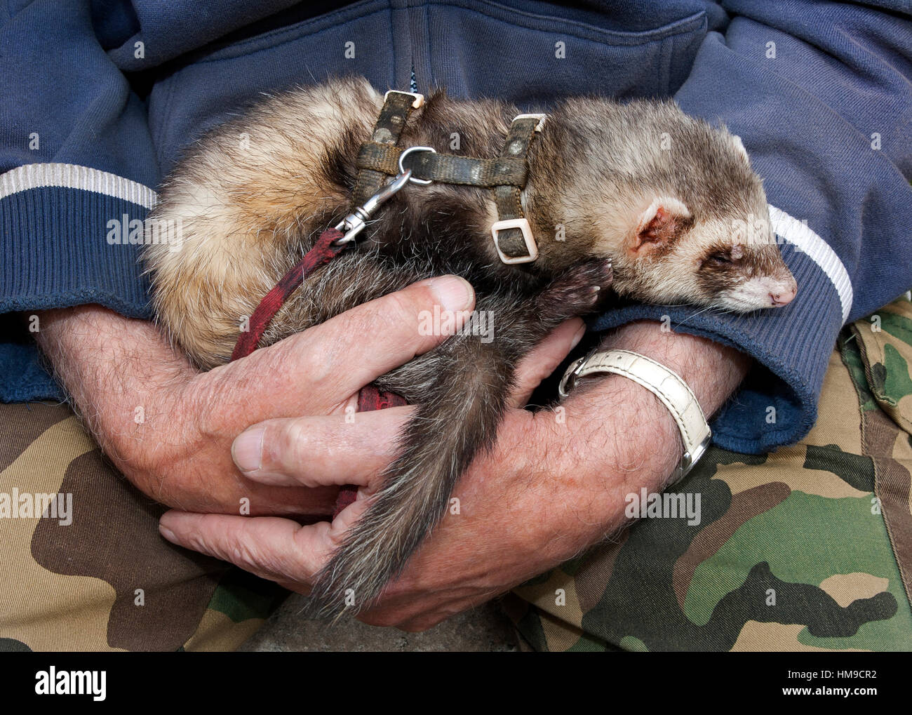 Älterer Mann Betrieb Haustier Frettchen, London, UK Stockfoto