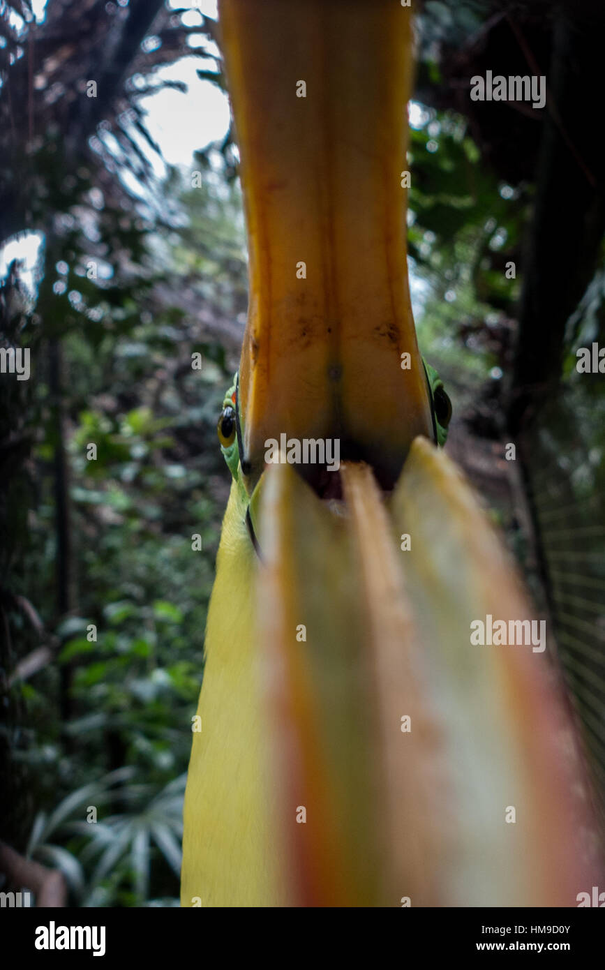 Ein Keel-Billed Tucan, Nationalvogel Belize, Belize Zoo versucht, die Kamera zu essen Stockfoto