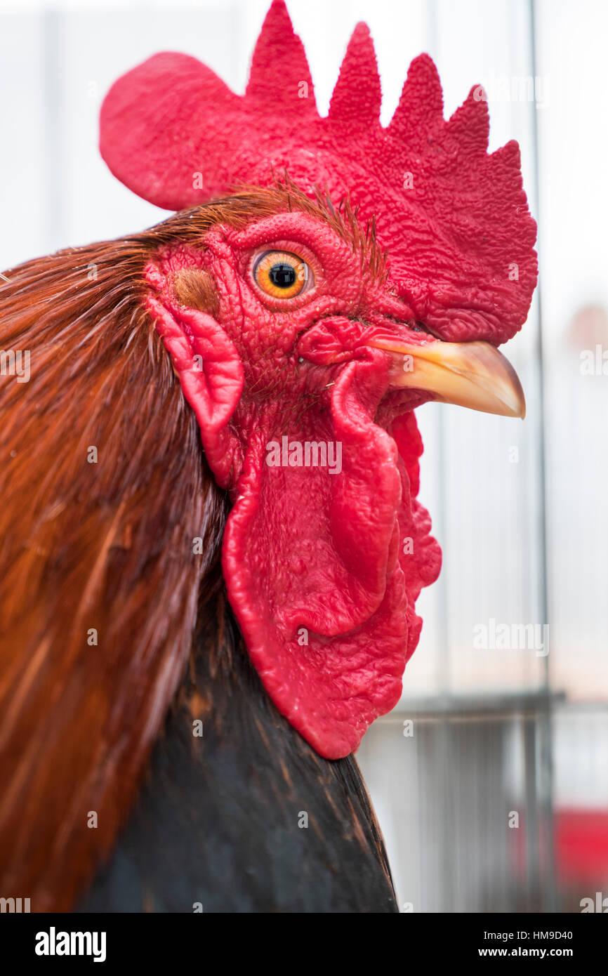 Preisgekrönte Hahn auf der Northumberland County Show 2016 bei Bywell, Northumberland, England Stockfoto