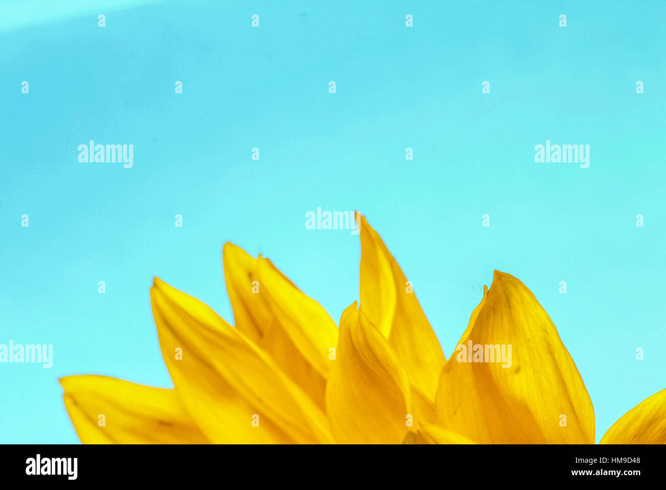 leuchtend gelben Sonnenblumen hautnah auf blauem Hintergrund Stockfoto