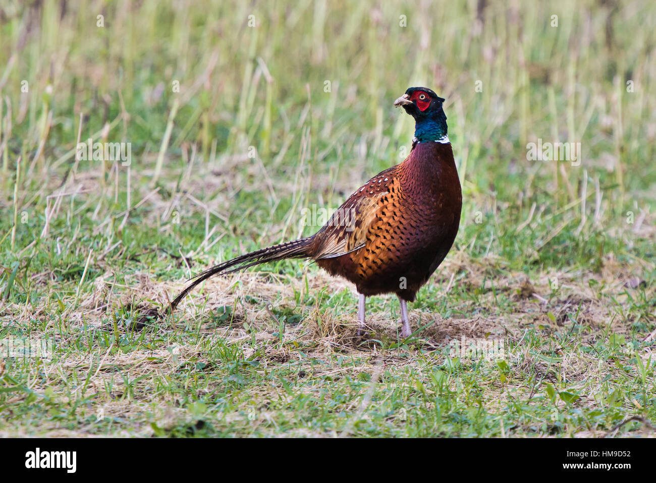 Fasan (Phasianus Colchicus) auf dem Rasen Stockfoto