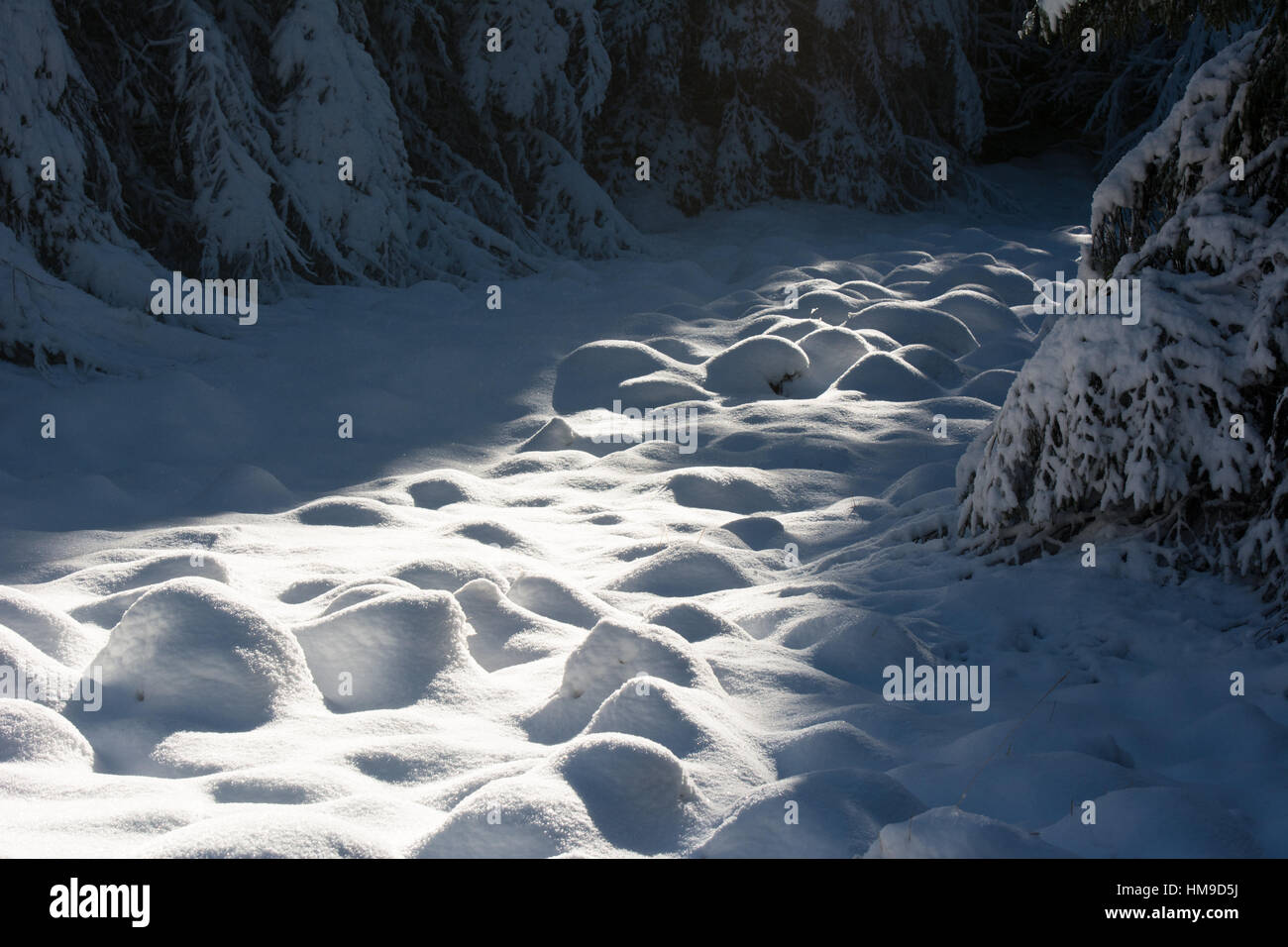 Sonnenlicht über Winter Schnee Stockfoto