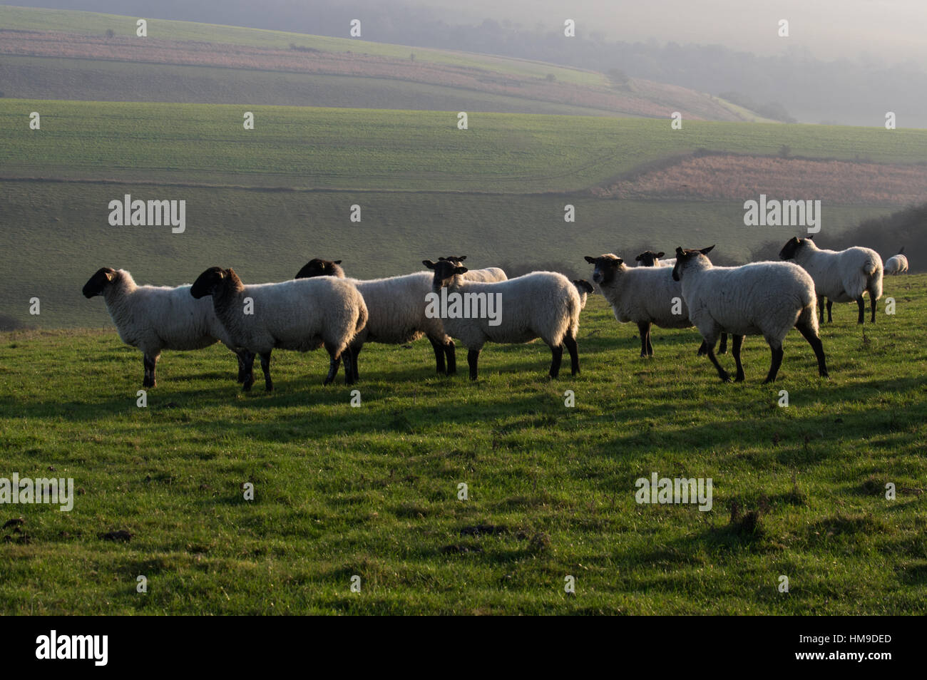 Schafe weiden auf der Downland in Sussex Stockfoto