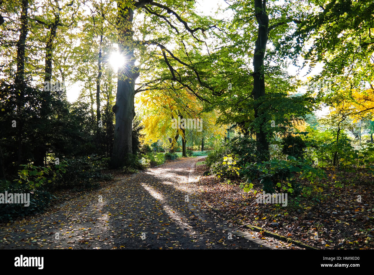 Sonnenlicht durch Bäume in einem Park im Herbst Stockfoto