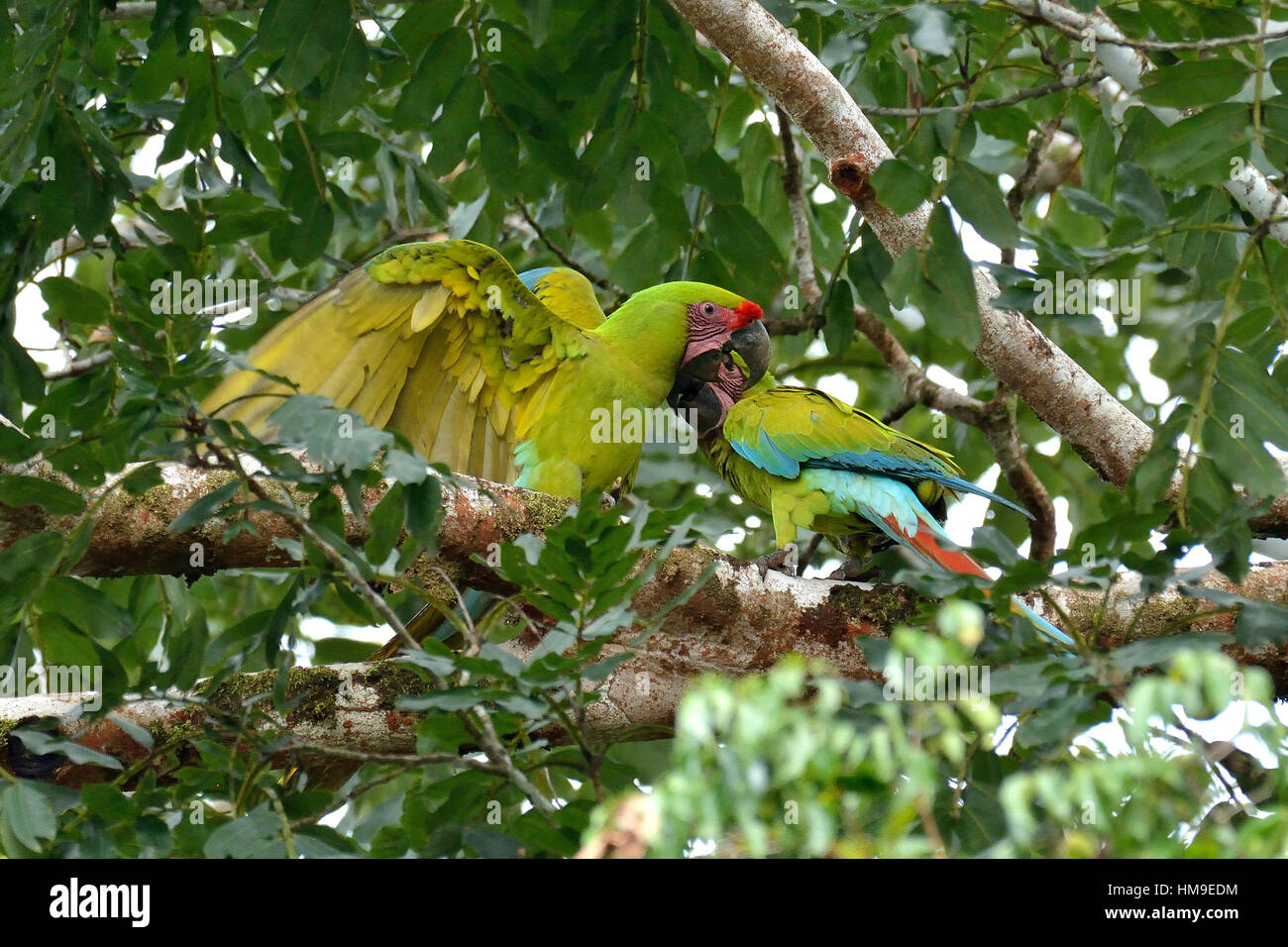 Ein paar am wilden große grüne Ara auf dem Baum im Norden von Costa Rica Stockfoto