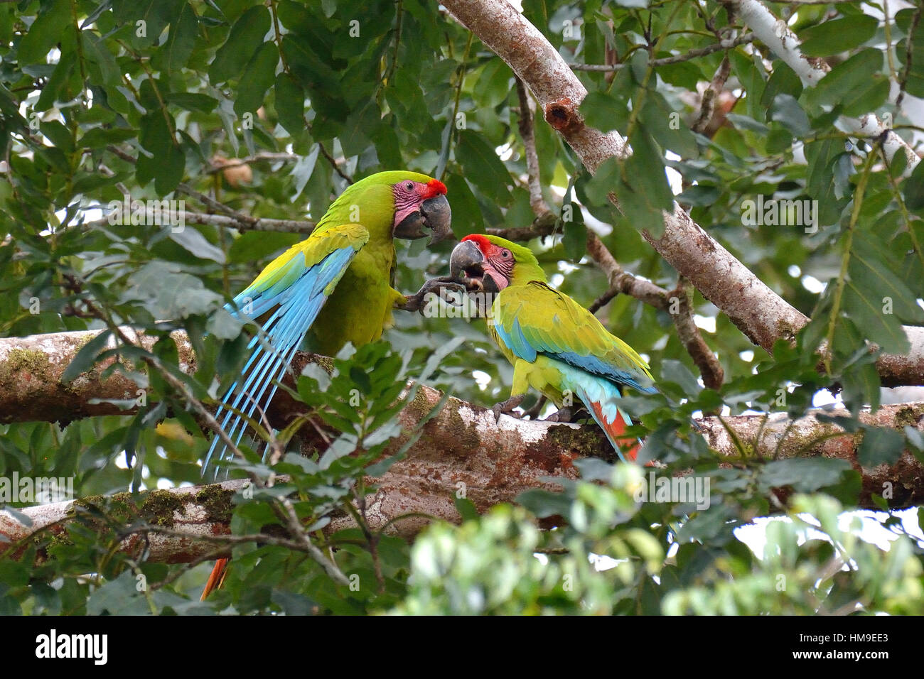 Ein paar am wilden große grüne Ara auf dem Baum im Norden von Costa Rica Stockfoto