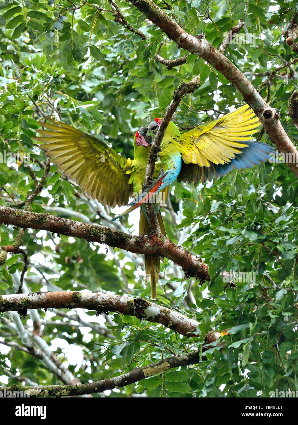 Ein paar am wilden große grüne Ara auf dem Baum im Norden von Costa Rica Stockfoto