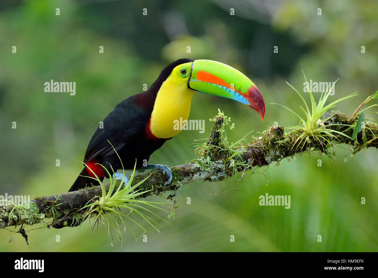 Kiel - Billed Toucan im tropischen Regenwald von Costa Rica Stockfoto