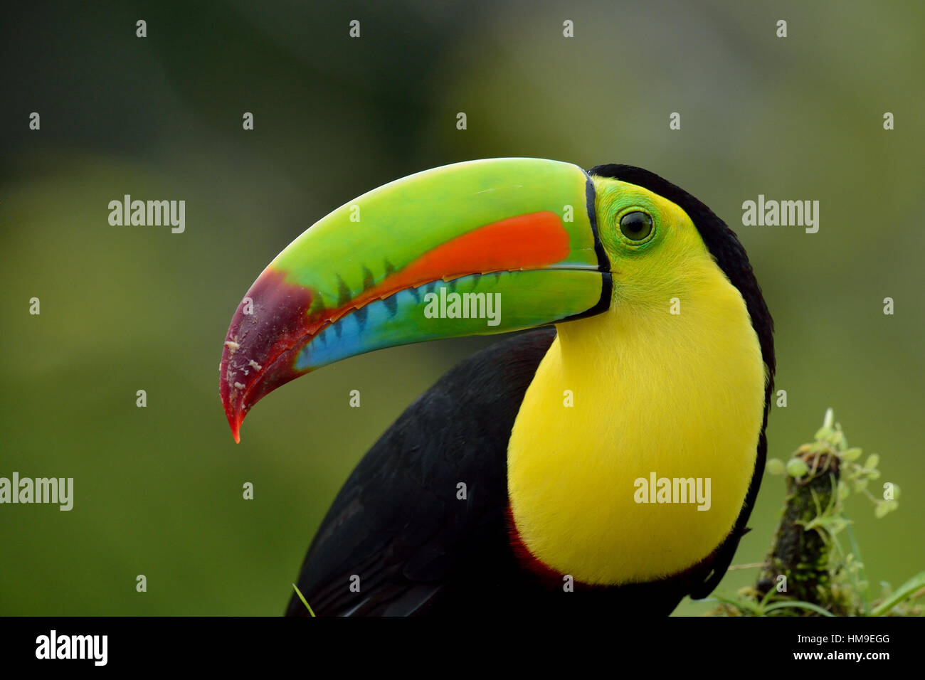 Kiel - in Rechnung gestellt Toucan Porträt im tropischen Regenwald von Costa Rica Stockfoto