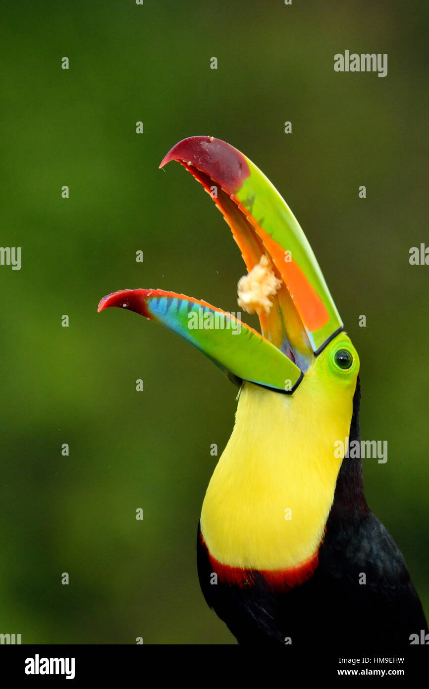 Kiel - in Rechnung gestellt Toucan Porträt im tropischen Regenwald von Costa Rica Stockfoto