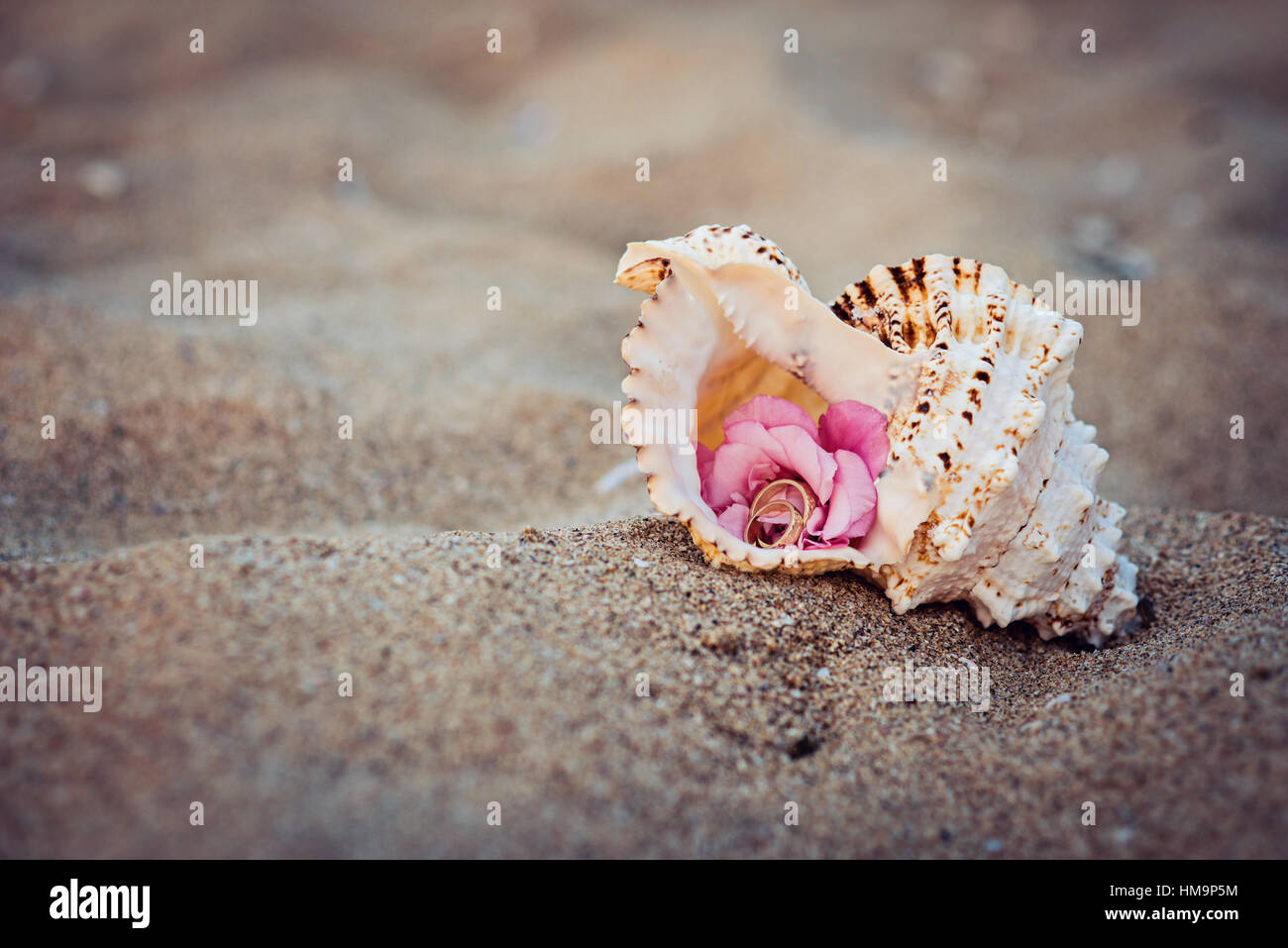 Trauringe in einer Shell am Meer Stockfoto