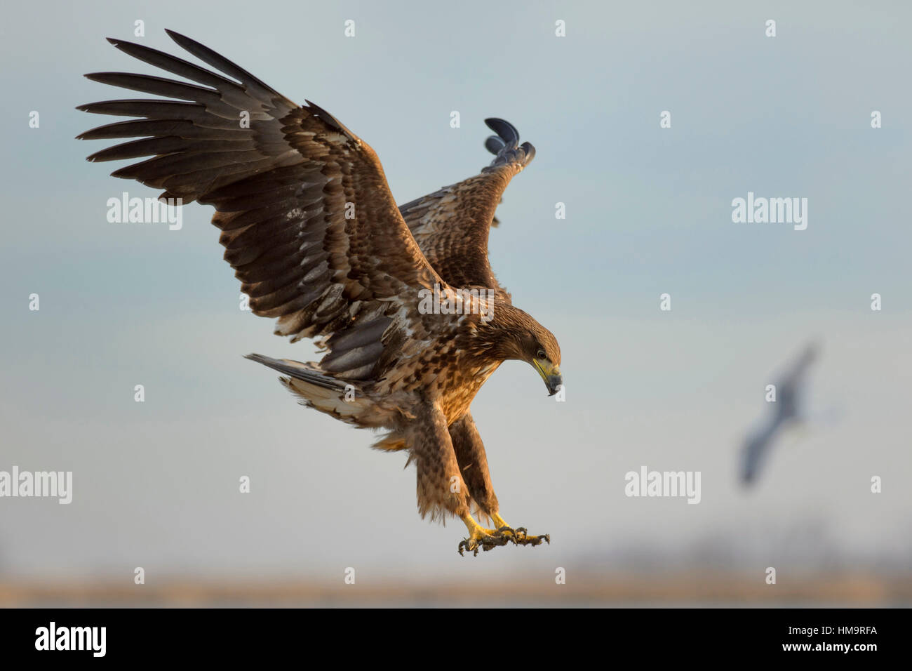 Seeadler (Haliaeetus Horste), Adler junge auf der Flucht, Nationalpark Kiskunság, Ungarn Stockfoto