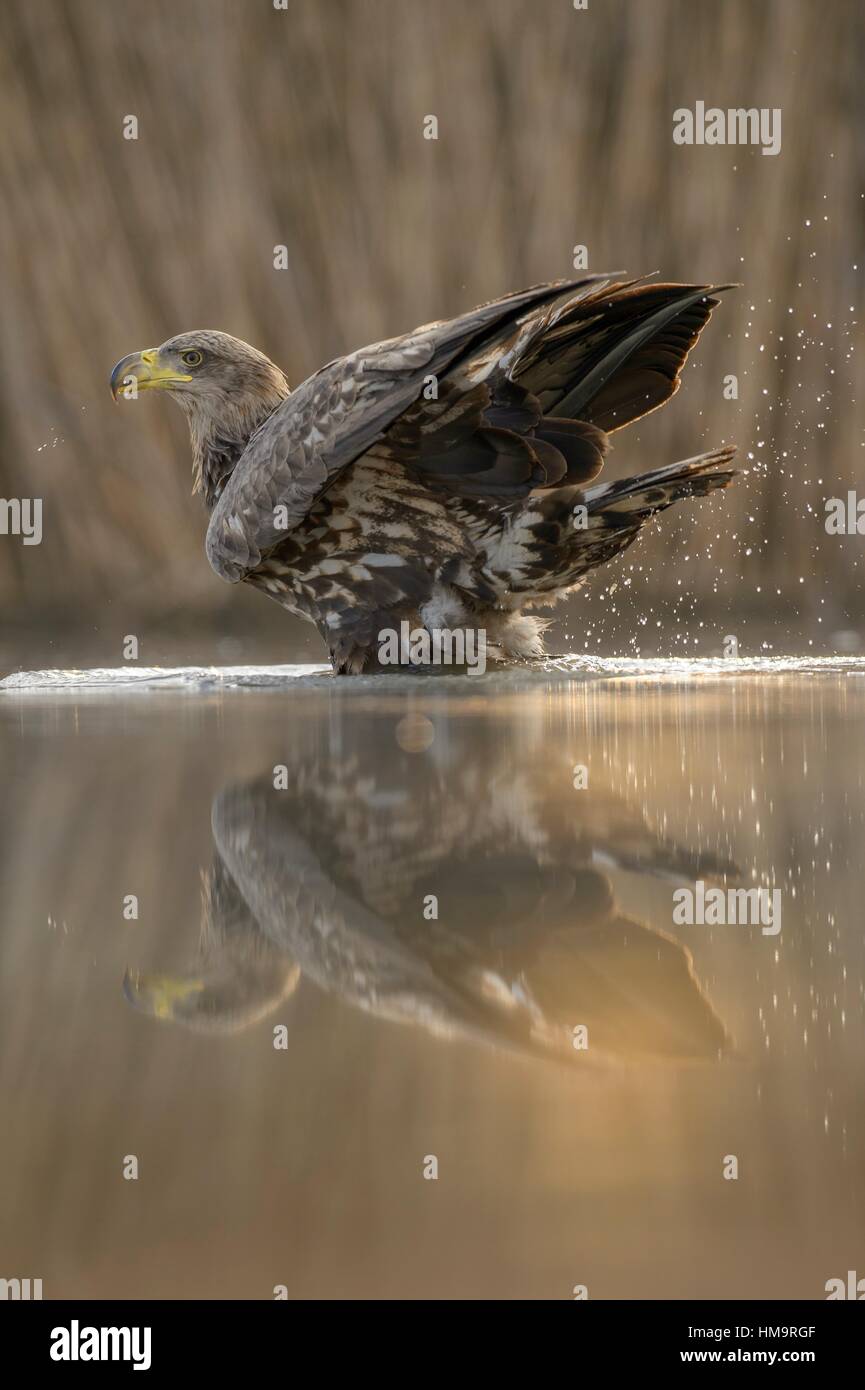 Seeadler (Haliaeetus Horste) Baden im Morgenlicht, Reflexion, Nationalpark Kiskunság, Ungarn Stockfoto