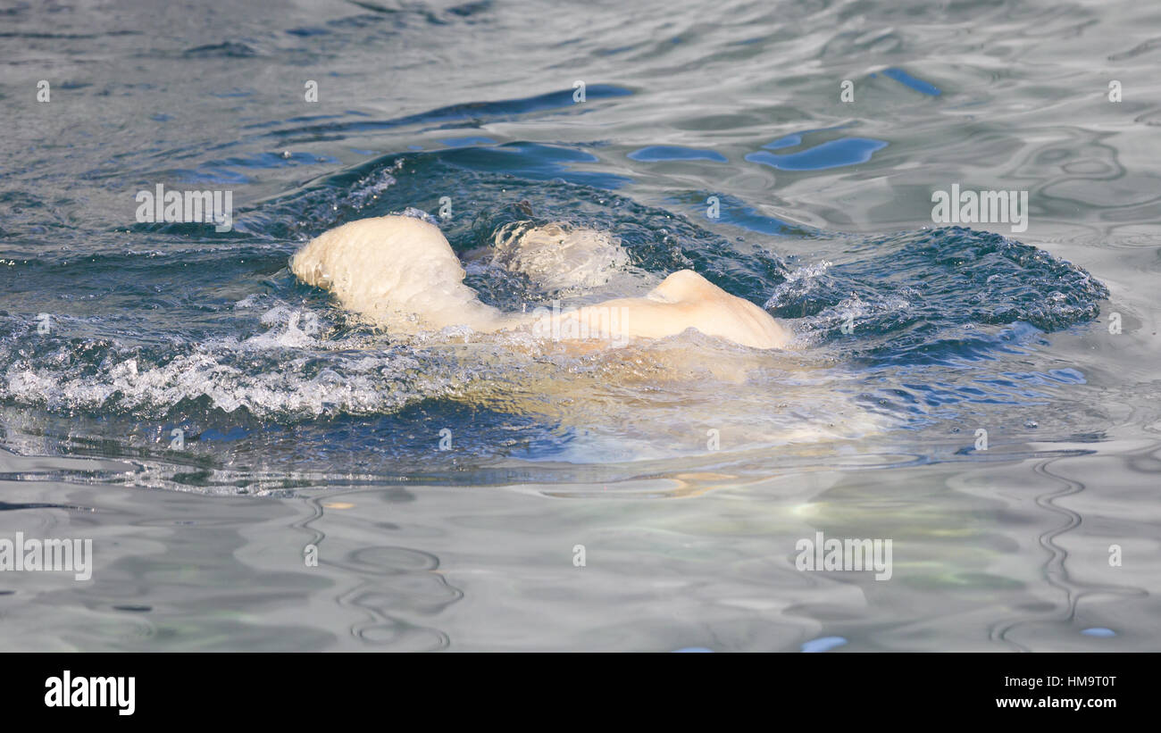 Nahaufnahme von einem Polarbear (Eisbär) in Gefangenschaft im Wasser springen Stockfoto