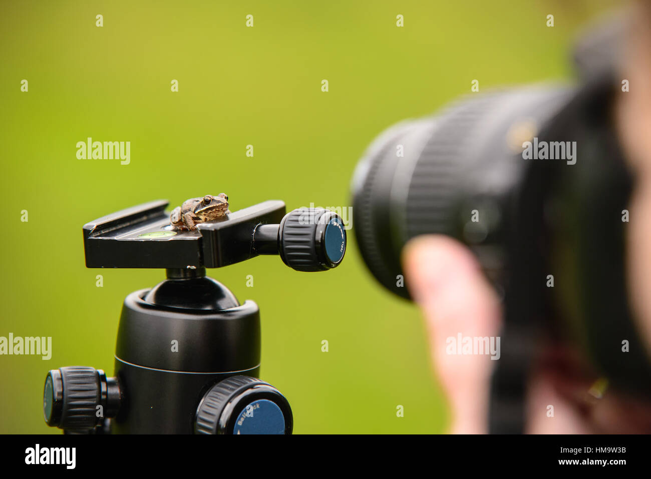 Ein Baby-Frosch sitzt auf Stativkopf wird fotografiert Stockfoto