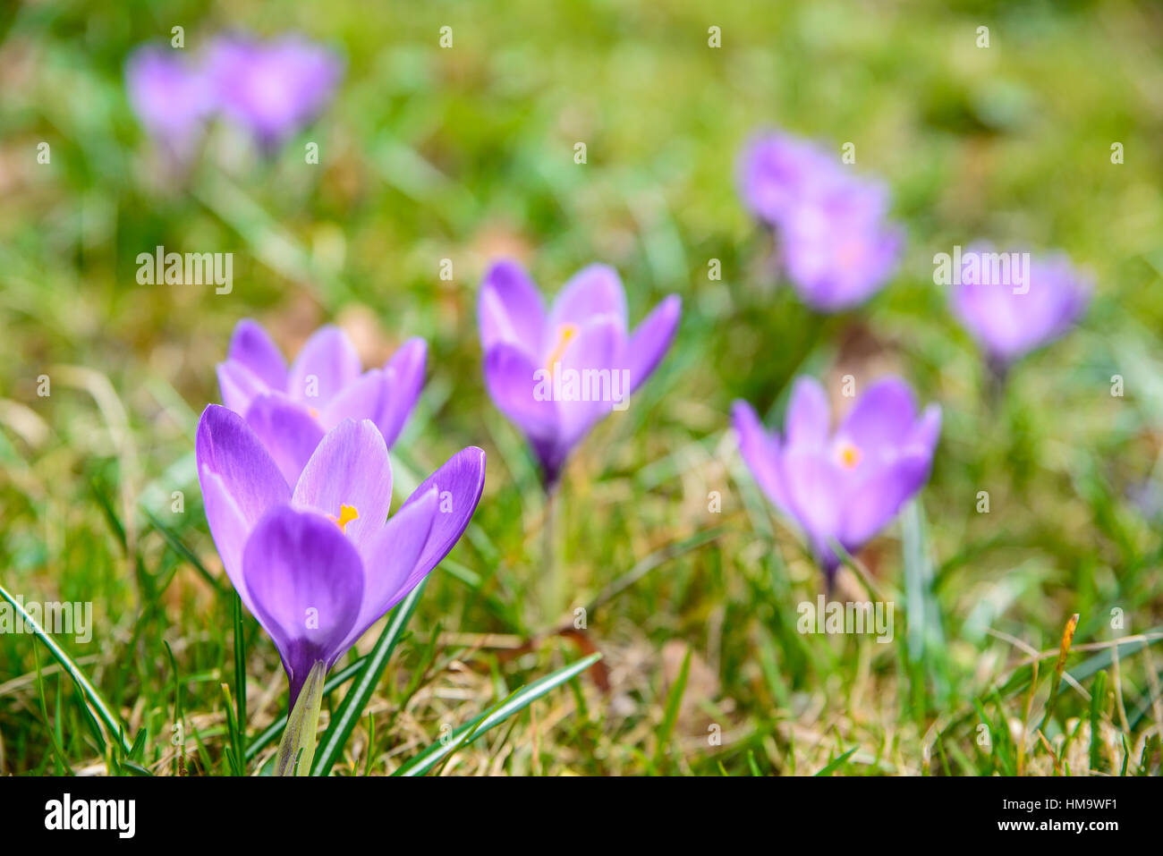 Ein paar erste Frühlingsblumen, Crosuses, in den Rasen. Stockfoto