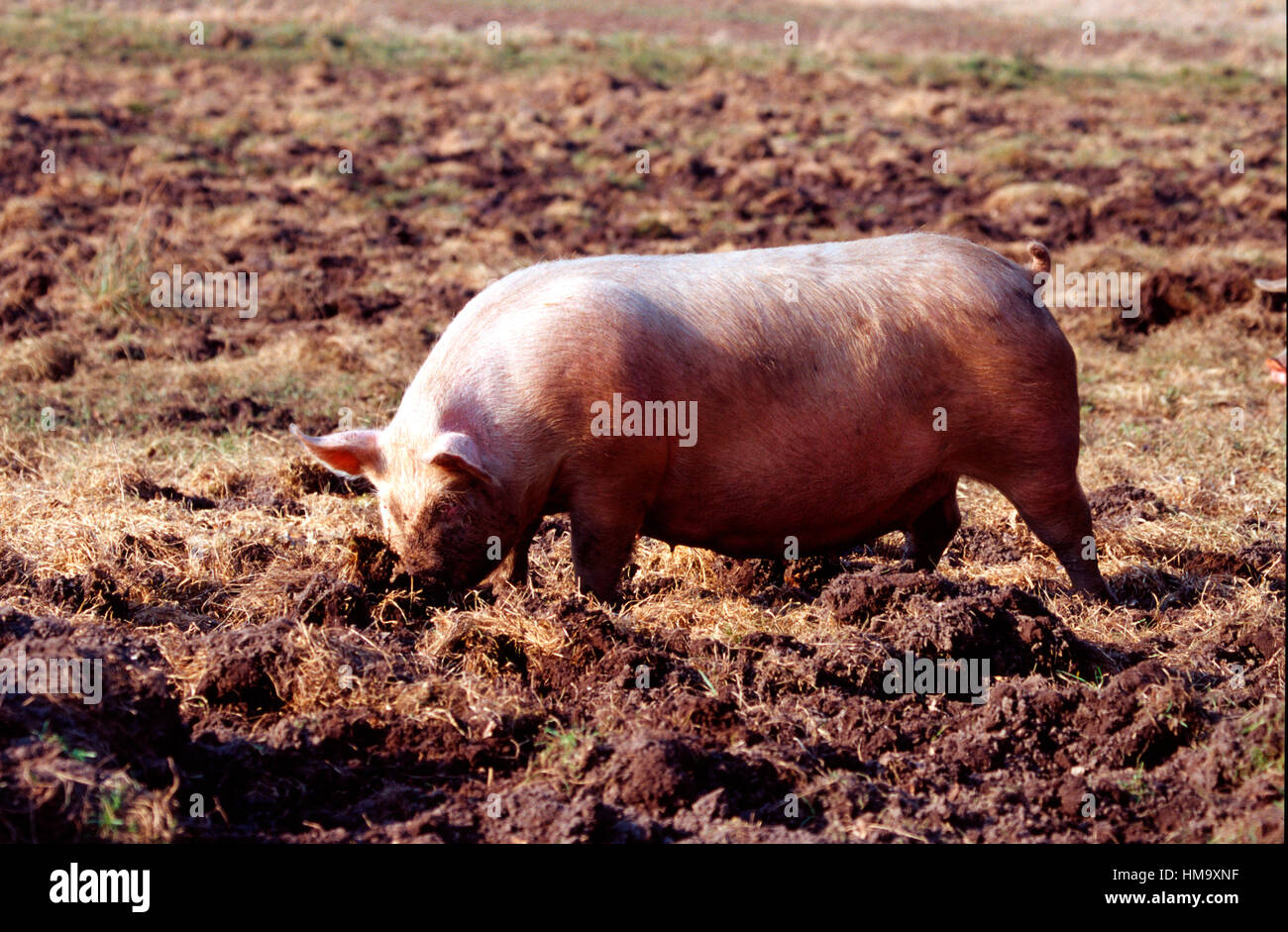 Inländische pic Stockfoto