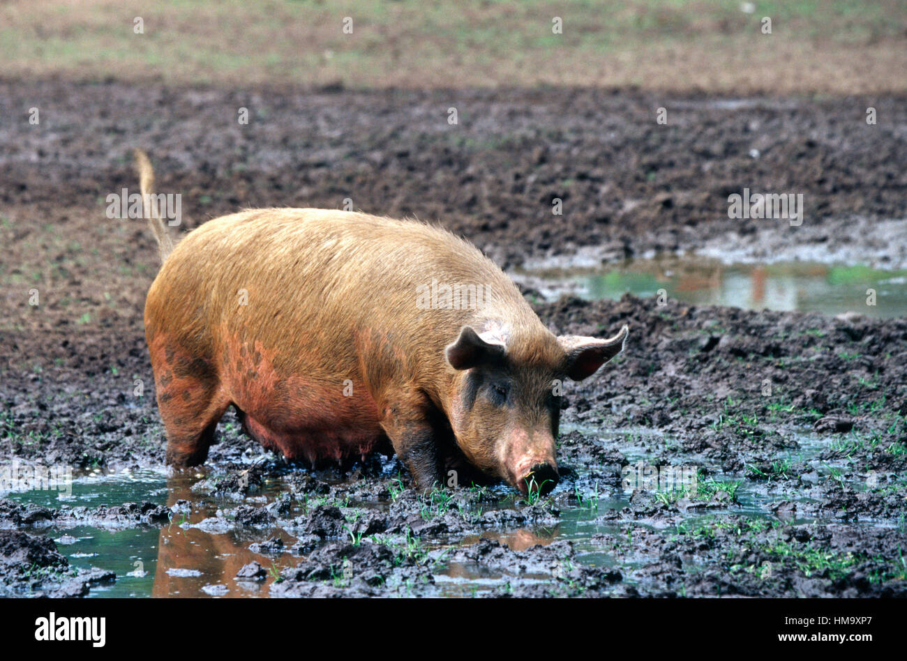 Inländische pic Stockfoto