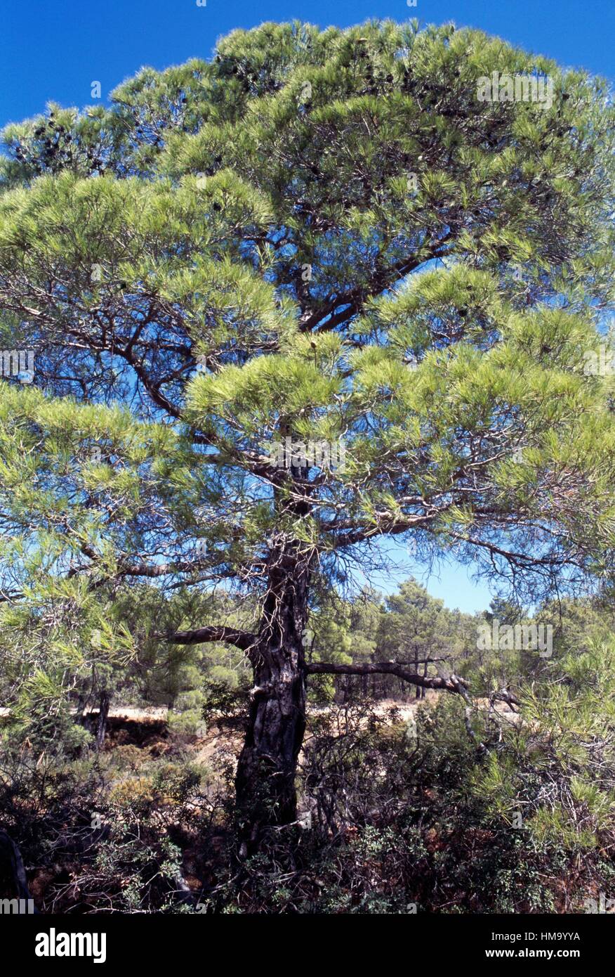 Eine Kiefer in der Nähe von Kloster Moni Thari, Rhodos, Griechenland. Stockfoto