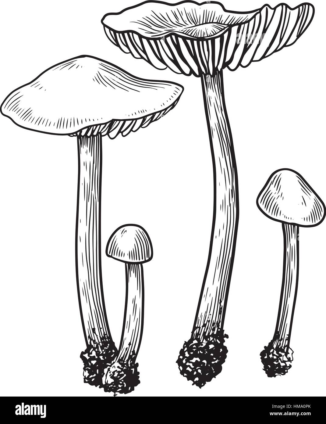 Pilz-Abbildung Zeichnung, Gravur, Strichzeichnungen Stock-Vektorgrafik