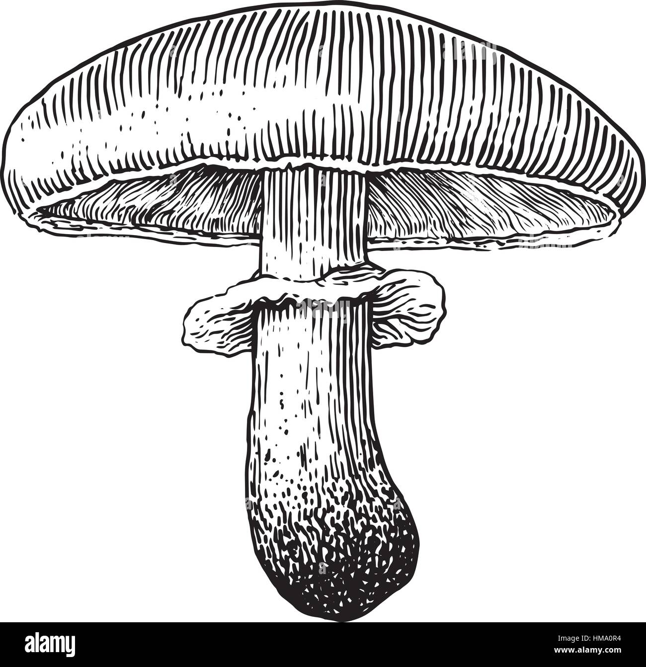 Champignon Pilz Illustration Zeichnung, Gravur, Strichzeichnungen