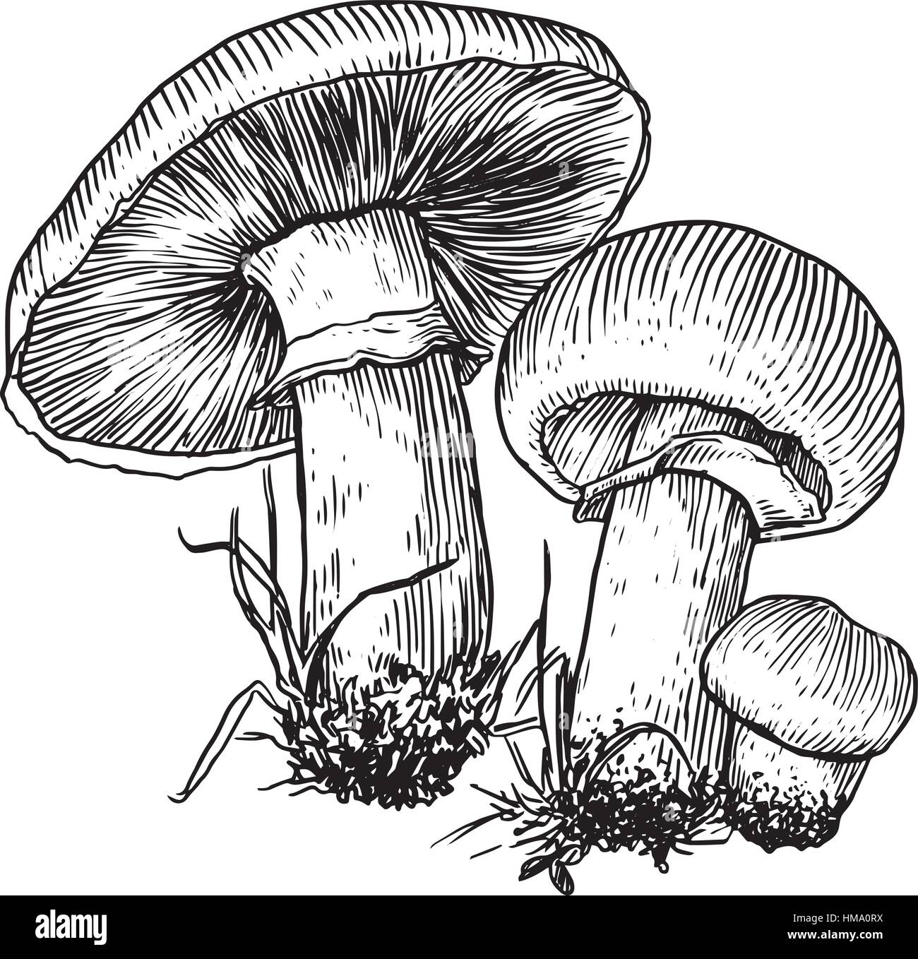 Champignon Pilz Illustration Zeichnung, Gravur, Strichzeichnungen Stock