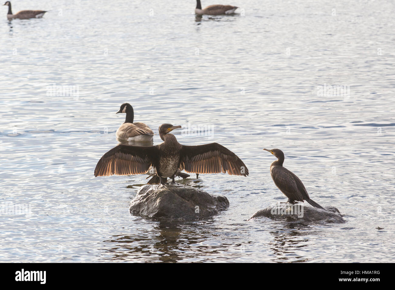 Cumbria, UK. 1. Februar 2017. UK bewölkt am Lake Windermere Sonne Kormorane rauskommt genießen Sonnenbaden Credit: Gordon Shoosmith/Alamy Live News Stockfoto