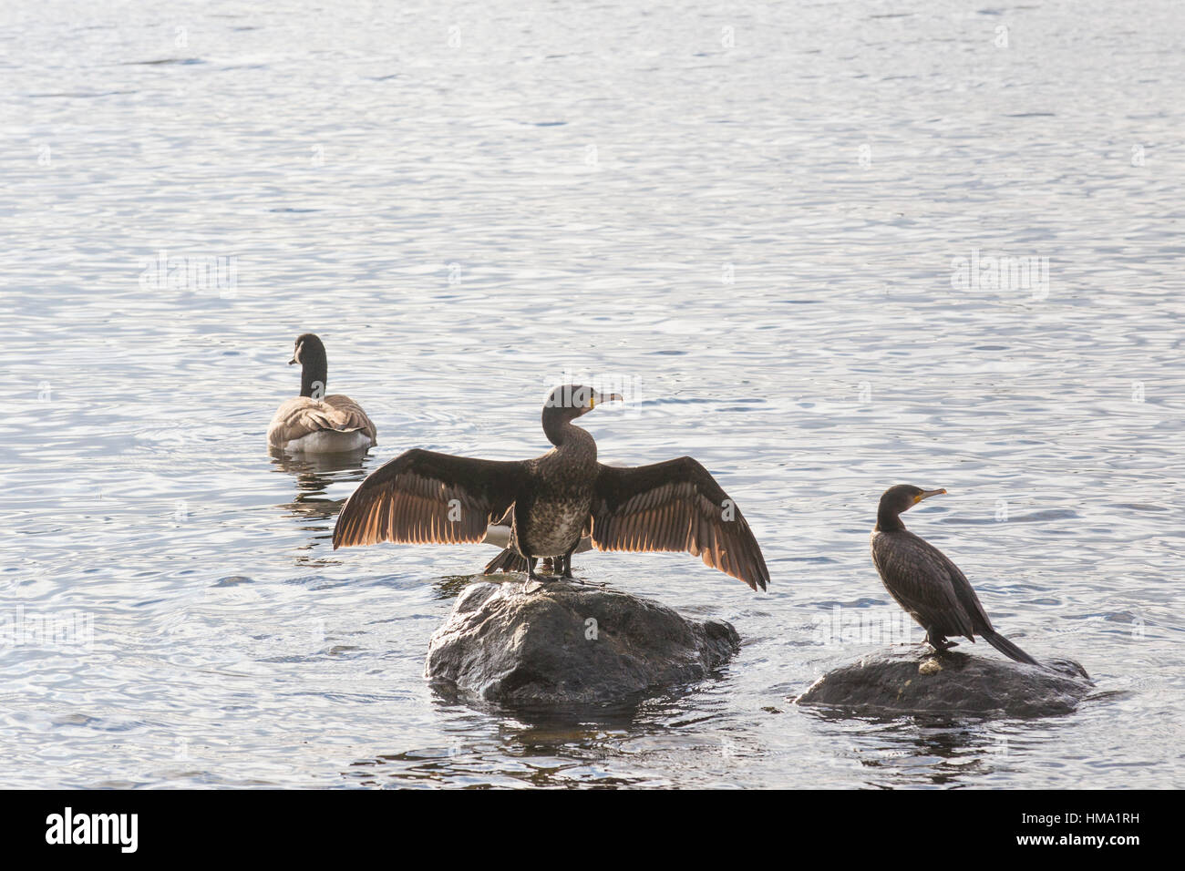 Cumbria, UK. 1. Februar 2017. UK bewölkt am Lake Windermere Sonne Kormorane rauskommt genießen Sonnenbaden Credit: Gordon Shoosmith/Alamy Live News Stockfoto