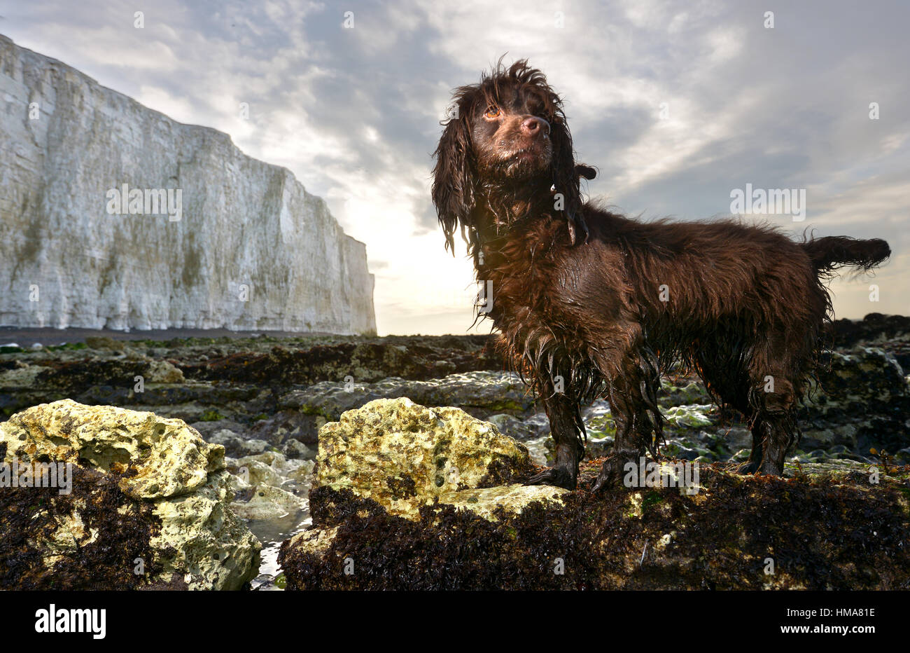 Birling Gap, East Sussex. 2. Februar 2017. Nassen Cocker Spaniel, Fudge, bei Sonnenaufgang unter den Klippen bei Birling Gap, der berühmten Küste von Sussex. Bildnachweis: Peter Cripps/Alamy Live-Nachrichten Stockfoto