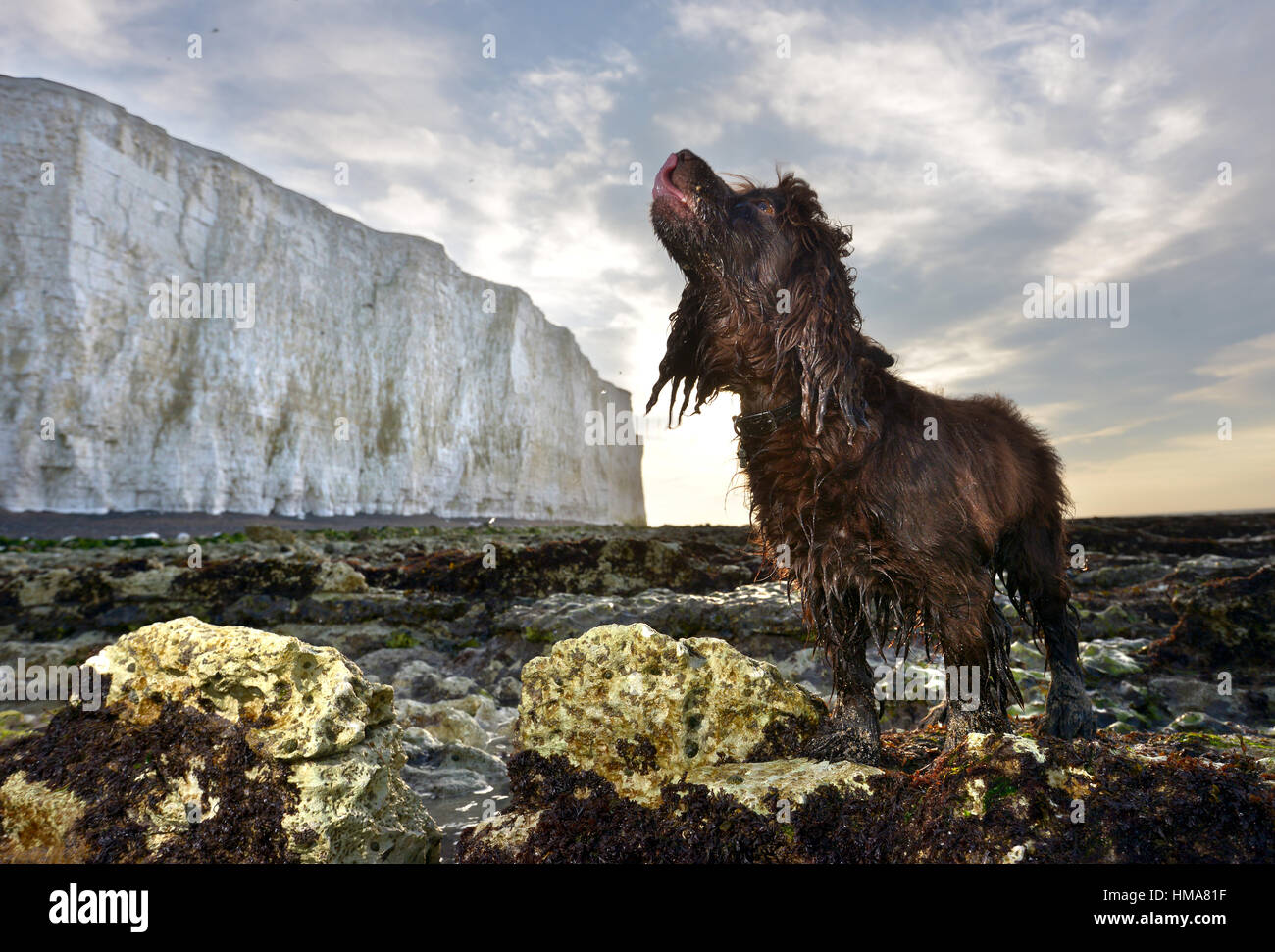 Birling Gap, East Sussex. 2. Februar 2017. Nassen Cocker Spaniel, Fudge, bei Sonnenaufgang unter den Klippen bei Birling Gap, der berühmten Küste von Sussex. Bildnachweis: Peter Cripps/Alamy Live-Nachrichten Stockfoto