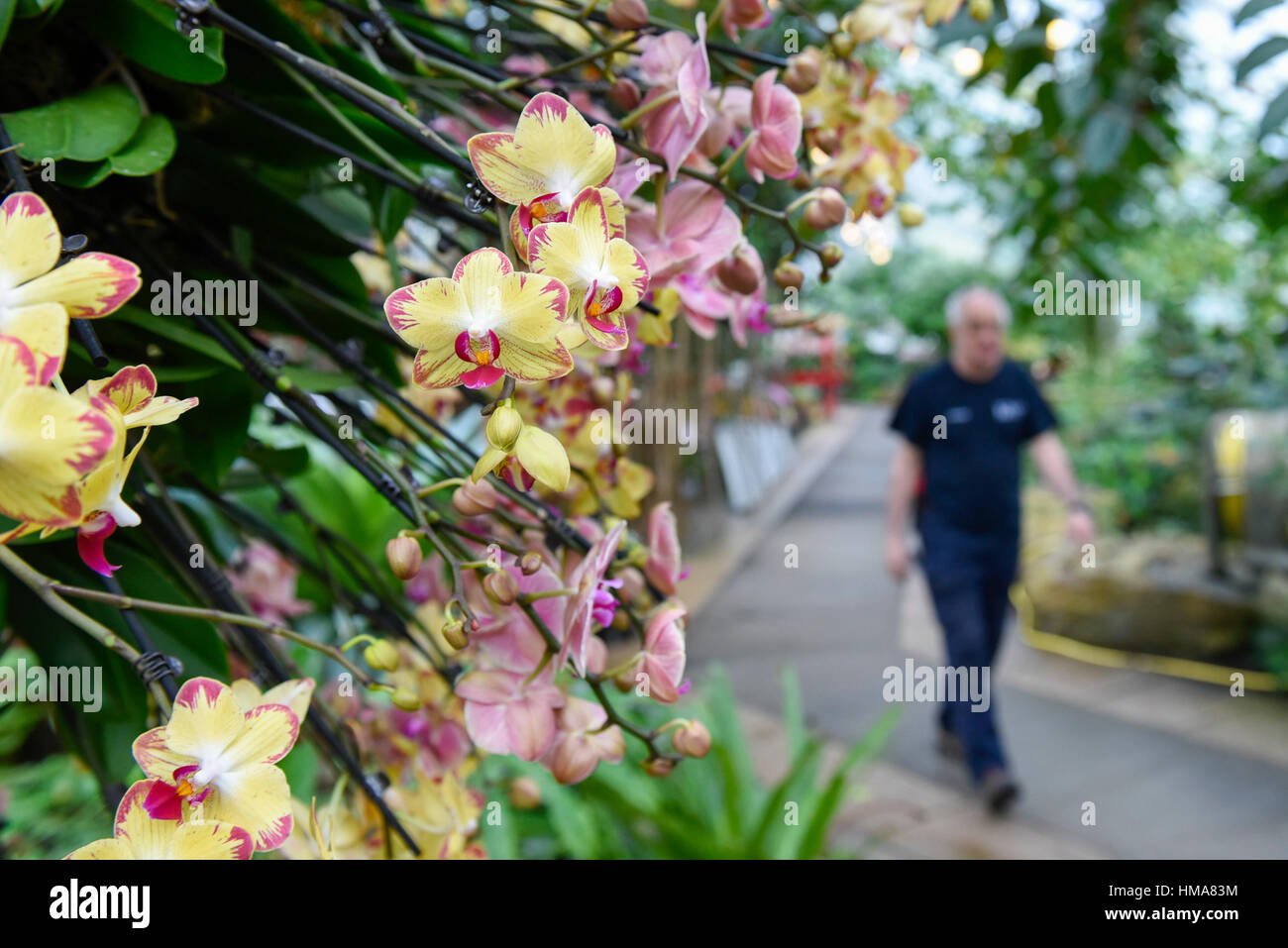 London, UK. 2. Februar 2017. Ein Mitarbeiter von Kew Spaziergänge eines der Displays in Kew Garden jährliche Orchid Festival feiert in diesem Jahr lebendige und farbenfrohe Kultur Indiens. Das Festival läuft vom 4 Februar bis 5. März 2017. Bildnachweis: Stephen Chung/Alamy Live-Nachrichten Stockfoto