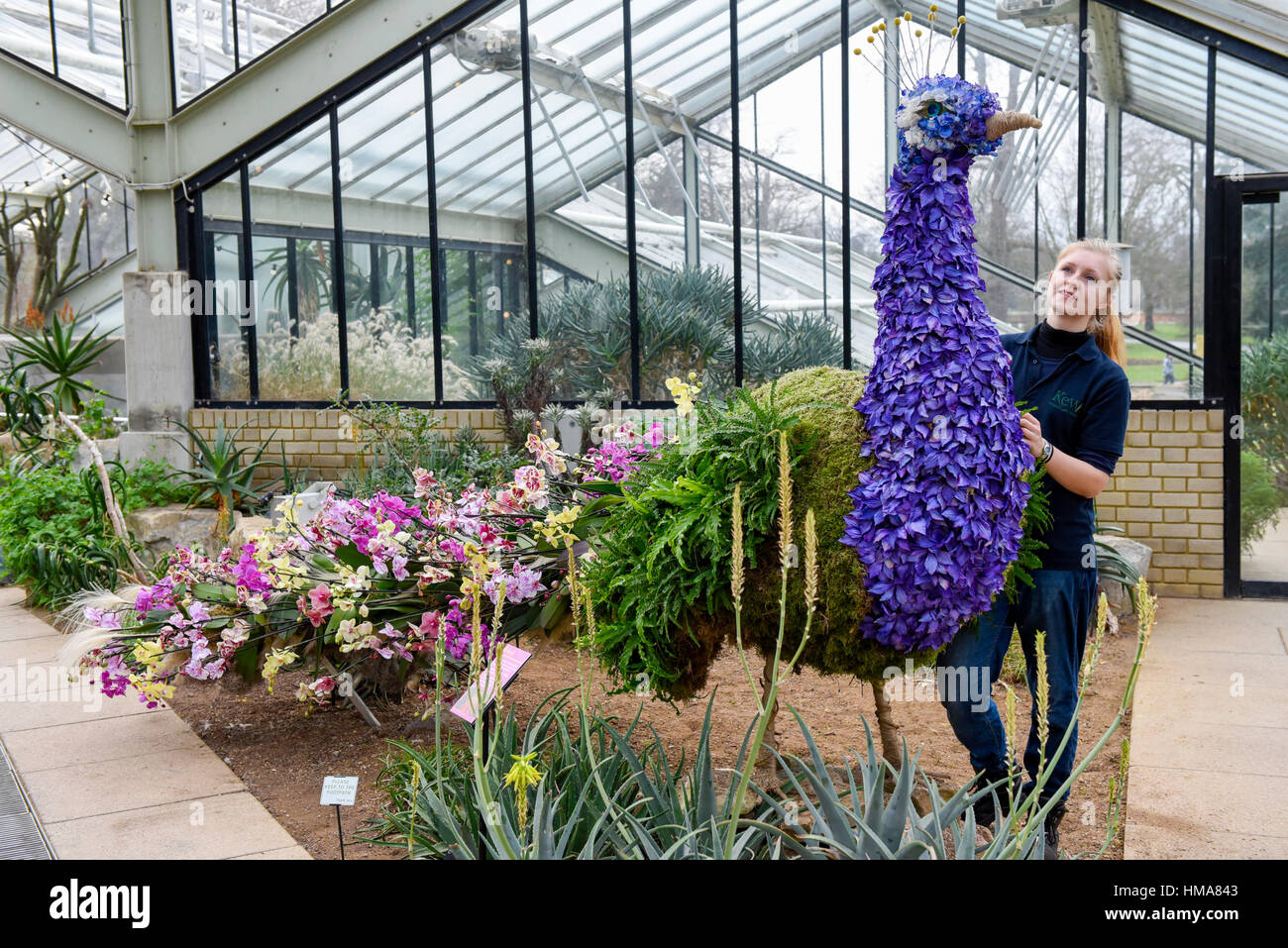 London, UK. 2. Februar 2017. Ein Kew-Mitarbeiter verleiht den letzten Schliff die Blütenpracht in Form von einem Pfau in Kew Garden jährliche Orchid Festival feiert in diesem Jahr lebendige und farbenfrohe Kultur Indiens. Das Festival läuft vom 4 Februar bis 5. März 2017. Bildnachweis: Stephen Chung/Alamy Live-Nachrichten Stockfoto