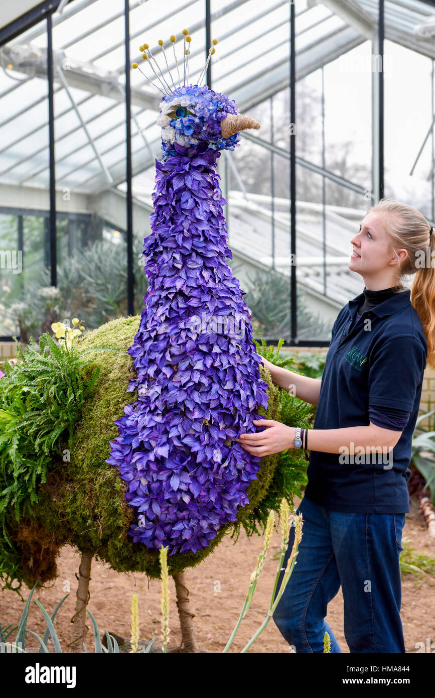 London, UK. 2. Februar 2017. Ein Kew-Mitarbeiter verleiht den letzten Schliff die Blütenpracht in Form von einem Pfau in Kew Garden jährliche Orchid Festival feiert in diesem Jahr lebendige und farbenfrohe Kultur Indiens. Das Festival läuft vom 4 Februar bis 5. März 2017. Bildnachweis: Stephen Chung/Alamy Live-Nachrichten Stockfoto