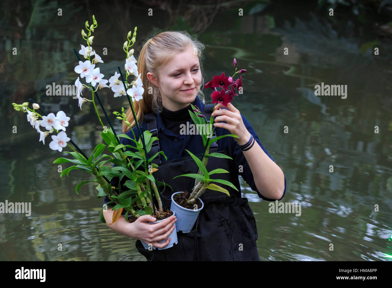 London, UK. 2. Februar 2017. Kew Diplom Student Ailsa Kemp arbeiten auf eine Orchidee Display. Presse-Preview der Kew Gardens 2017 Orchideen Festival, das für die Öffentlichkeit am Samstag, 4. Februar in der Princess of Wales Conservatory öffnet. Das 22. jährliche Kew Orchid Festival ist eine bunte Feier von Indiens lebendige Pflanzen und Kultur. Es dauerte Kew-Mitarbeiter und freiwillige 1.600 Stunden zu schaffen. 3.600 Orchideen sind bis zum 5. März 2017 zu sehen. Bildnachweis: Lebendige Bilder/Alamy Live-Nachrichten Stockfoto