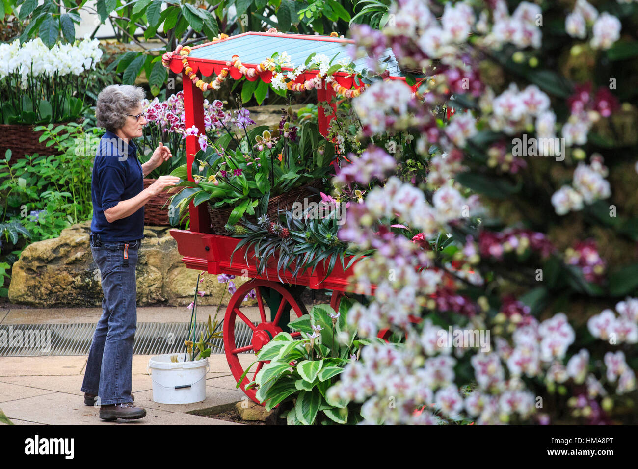 London, UK. 2. Februar 2017. Presse-Preview der Kew Gardens 2017 Orchideen Festival, das für die Öffentlichkeit am Samstag, 4. Februar in der Princess of Wales Conservatory öffnet. Das 22. jährliche Kew Orchid Festival ist eine bunte Feier von Indiens lebendige Pflanzen und Kultur. Es dauerte Kew-Mitarbeiter und freiwillige 1.600 Stunden zu schaffen. 3.600 Orchideen sind bis zum 5. März 2017 zu sehen. Bildnachweis: Lebendige Bilder/Alamy Live-Nachrichten Stockfoto