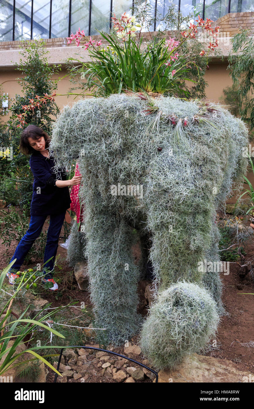 London, UK. 2. Februar 2017. Festival Freiwilligen Galina Boyse arbeiten auf einem Elefanten-Display. Presse-Preview der Kew Gardens 2017 Orchideen Festival, das für die Öffentlichkeit am Samstag, 4. Februar in der Princess of Wales Conservatory öffnet. Das 22. jährliche Kew Orchid Festival ist eine bunte Feier von Indiens lebendige Pflanzen und Kultur. Es dauerte Kew-Mitarbeiter und freiwillige 1.600 Stunden zu schaffen. 3.600 Orchideen sind bis zum 5. März 2017 zu sehen. Bildnachweis: Lebendige Bilder/Alamy Live-Nachrichten Stockfoto