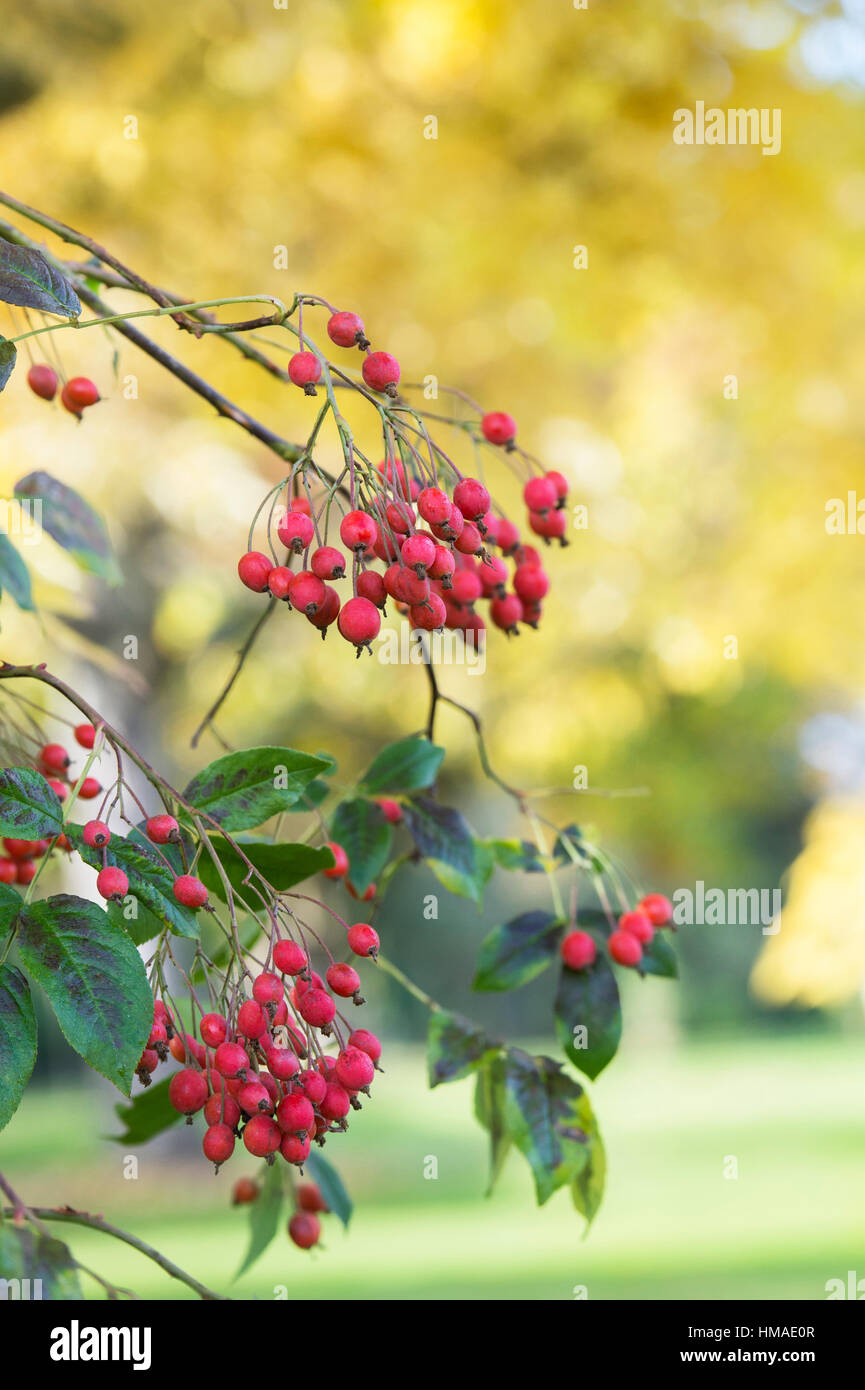 Rosa Helenae. Weitläufigen Hagebutten im Herbst. Oxfordshire, Vereinigtes Königreich Stockfoto