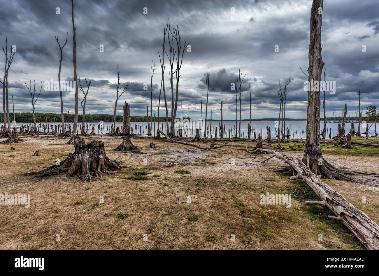 Tote Bäume im Wald rund um einen See mit niedrigem Wasserstand. Diese Foto zeigt Trockenheit und Klimawandel. Stockfoto