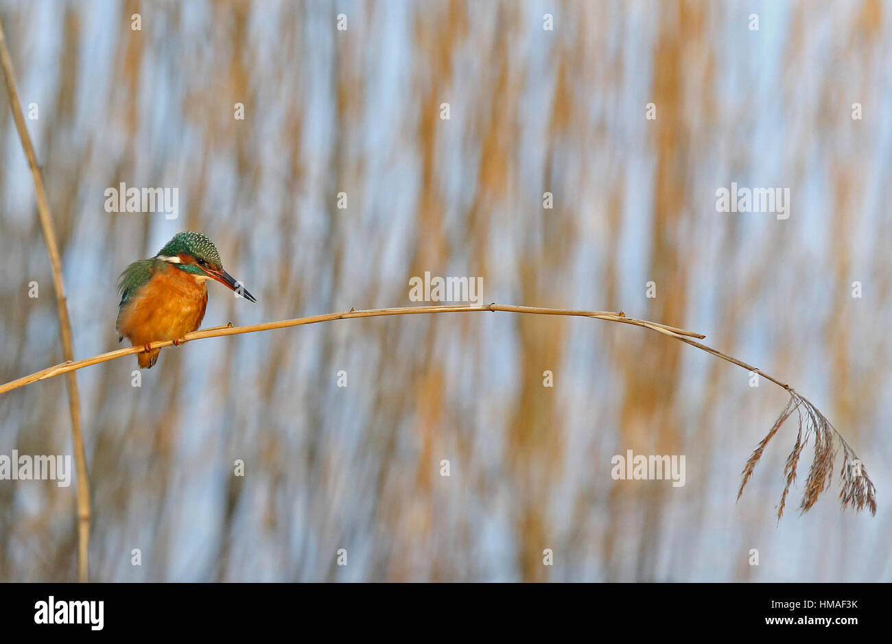 Gewöhnlicher Eisvogel, Alcedo atthis, sitzend auf Schilf und wartet auf Fische Stockfoto