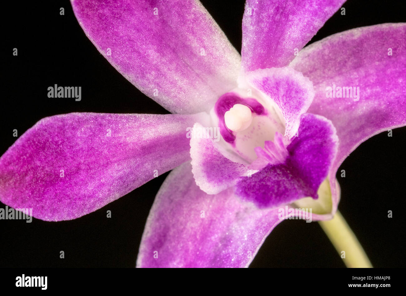 Dendrobium Orchidee Stockfoto