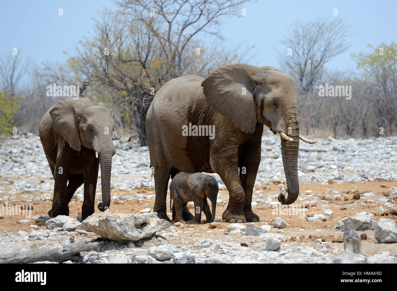 Afrikanischer Elefant Weibchen bleiben neben ihrer sehr jungen Kalb (Loxodonta Africana) Etosha Nationalpark, Namibia, Afrika. Stockfoto