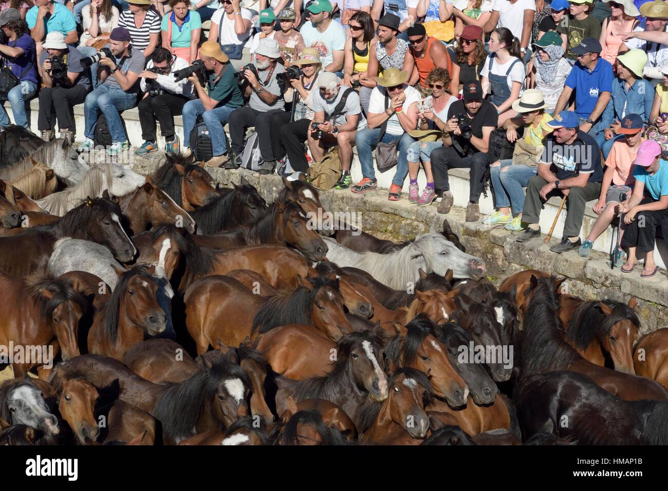 Rapa Das Bestas, einem galizischen alter Brauch um Wildpferde. Der Curro Ort in Sabucedo Dorf. Stockfoto