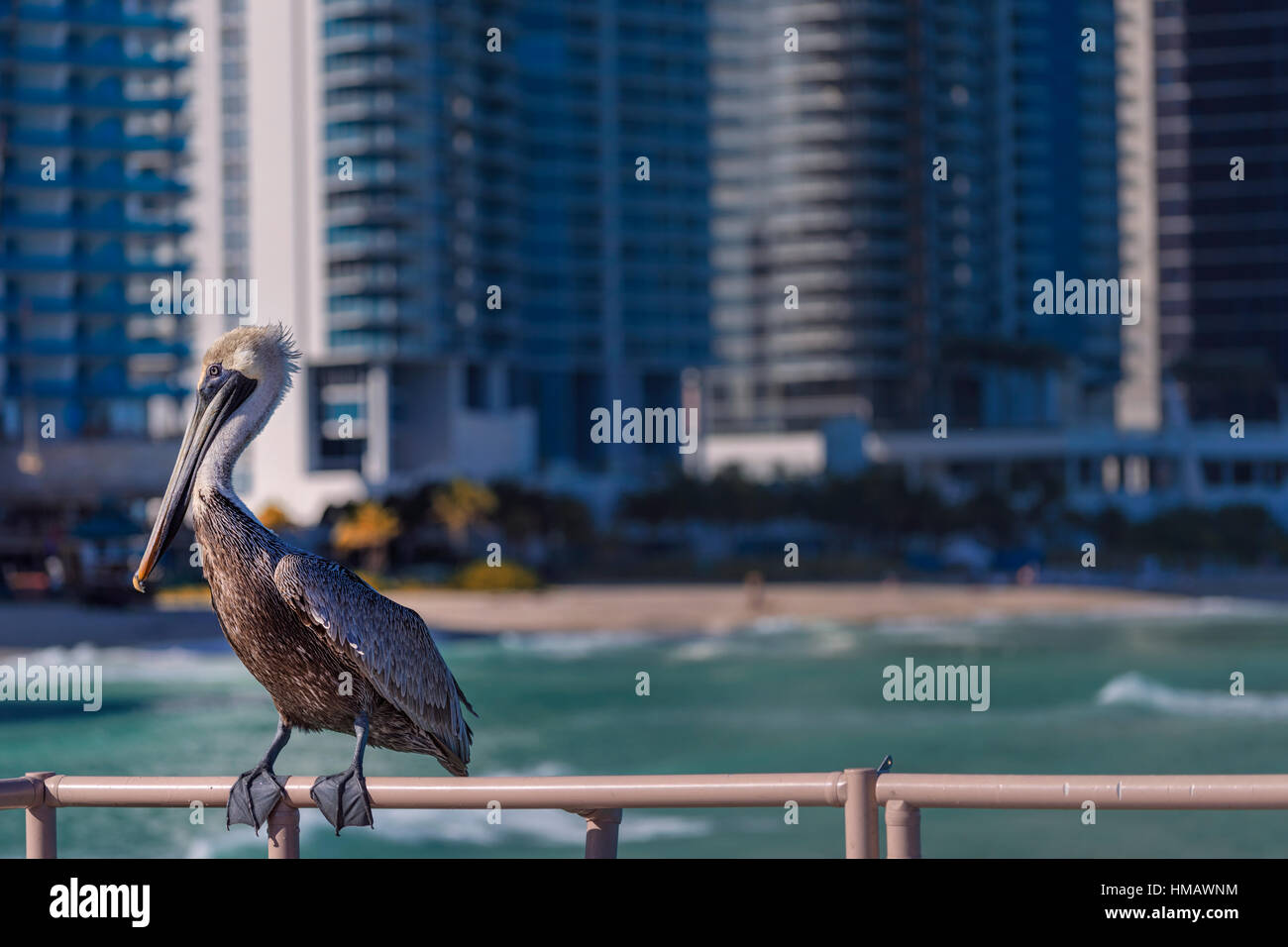 Sunny Isles Beach Skyline Pelikan anzeigen Stockfoto